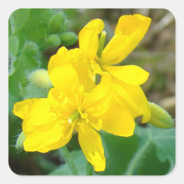 Adesivo Quadrado F44 Flores silvestres amarelas Mostarda selvagem