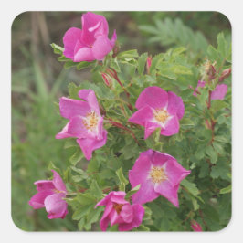 Adesivo Quadrado F46 Rosas Silvestres