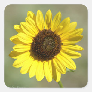 Adesivo Quadrado F47 Flor Amarela Selvagem Girassol Anual Comum