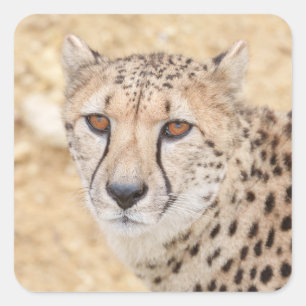 Adesivo Quadrado Face da Natureza: Olhar Intenso de Cheetah