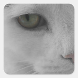 Adesivo Quadrado Face de gatos brancos e pretos