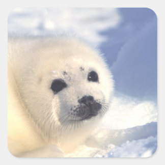 Adesivo Quadrado Face de Sal Pup