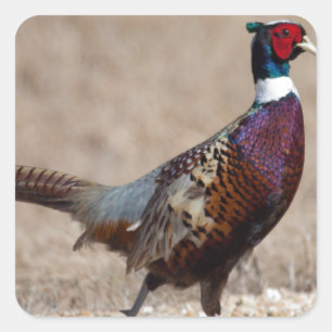 Adesivo Quadrado Faisão Ringnecido