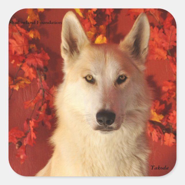 Adesivo Quadrado Fall Artic Wolf Stickers (Frente)