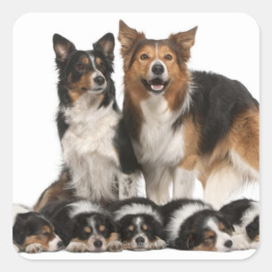 Adesivo Quadrado Família Border Collie