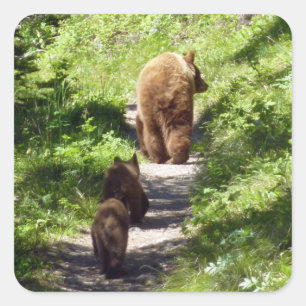 Adesivo Quadrado Família Brown Bear