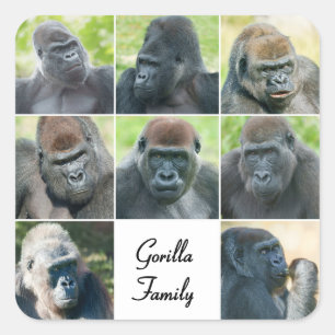 Adesivo Quadrado Família Gorilla