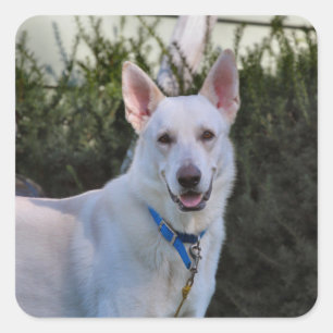 Adesivo Quadrado Fantasma