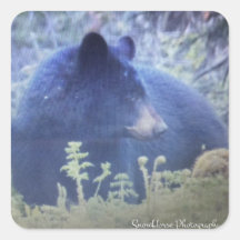 Fantasma, O Urso Negro