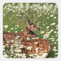 Fawns de cervo de cauda branca