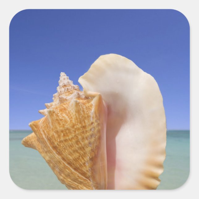Adesivo Quadrado Fechamento da casca do mar (Frente)