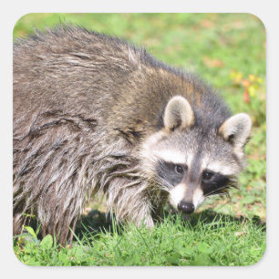 Adesivo Quadrado Fechamento de Raccoon
