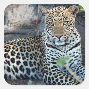 Adesivo Quadrado Feche acima do assento do retrato do leopardo