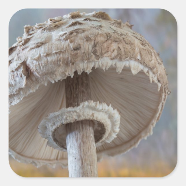 Adesivo Quadrado Fecho Do Cogumelo (Frente)