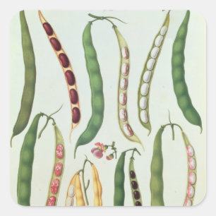 Adesivo Quadrado Feijão