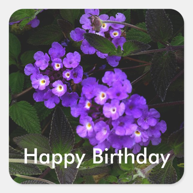 Adesivo Quadrado Feliz Aniversário Roxo Trailing Lantana #1 Sticker (Frente)