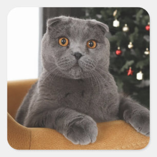 Adesivo Quadrado Feliz gato britânico e árvore de natal