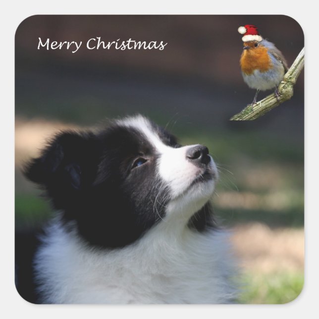 Adesivo Quadrado Feliz Natal Border Collie e Robin (Frente)