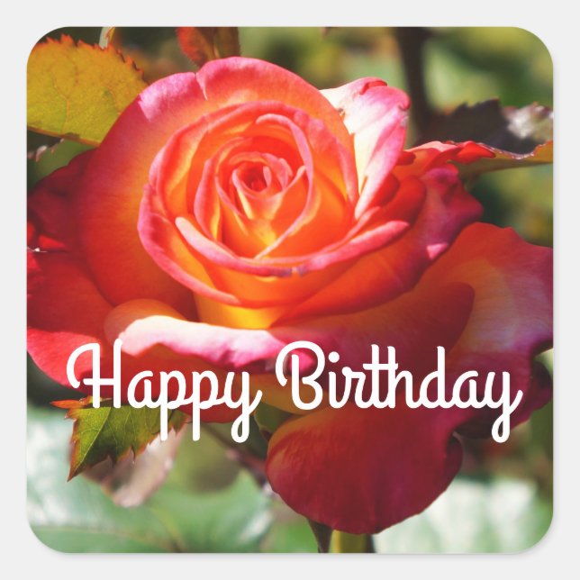 Adesivo Quadrado Feliz Sonho de Aniversário Vindo a Verdadeira Rosa (Frente)