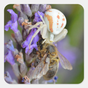 Adesivo Quadrado Férias com folhas de caranguejo
