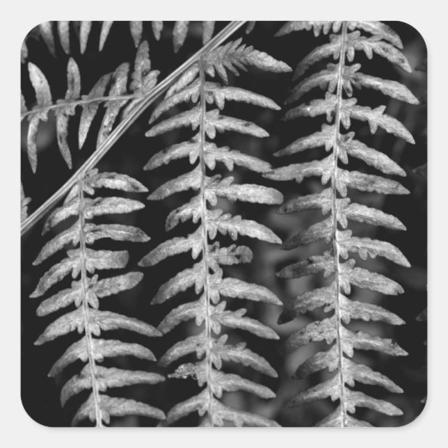 Adesivo Quadrado Fern Stickers (Frente)
