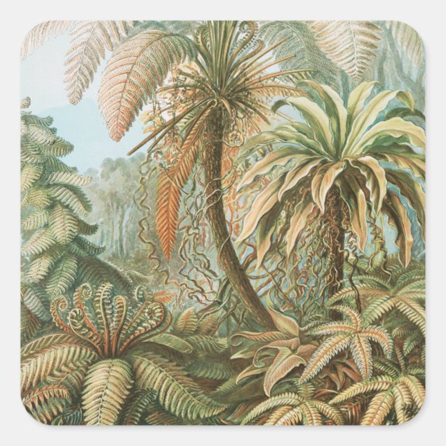 Adesivo Quadrado Ferns, Filicinae Laubfarne, por Ernst Haeckel (Frente)