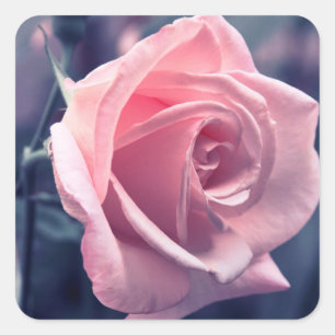 Adesivo Quadrado Festa de Casamento Flor de Rosa Rosa Floral