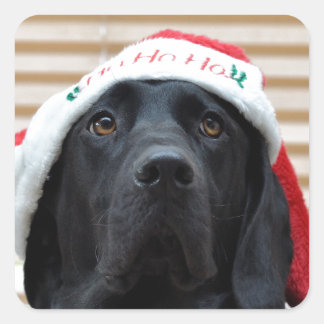 Adesivo Quadrado Festivo Black Labrador