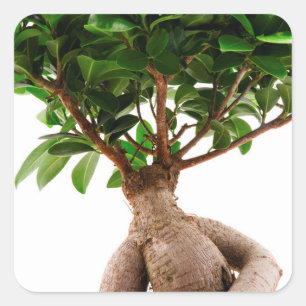 Adesivo Quadrado Ficus Ginseng