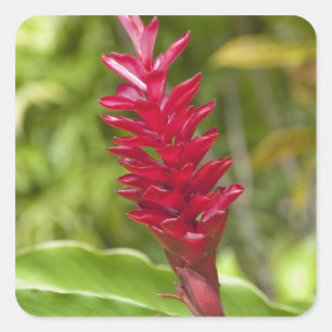 Adesivo Quadrado Fiji, Ilha Viti Levu. Flor.
