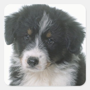 Adesivo Quadrado Filhote de Australian Shepherd Amor Cachorro Aussi