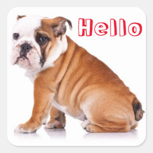 Adesivo Quadrado Filhote de Bulldog Inglês Cachorro Vermelho Olá
