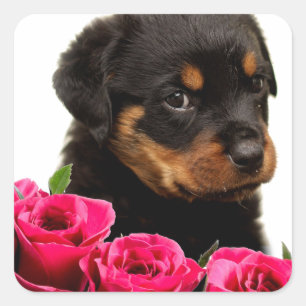 Adesivo Quadrado Filhote de cachorro cor-de-rosa de Rottweiler dos