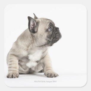 Adesivo Quadrado Filhote de cachorro da pedigree