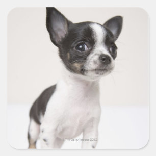 Adesivo Quadrado Filhote de cachorro de Chihuhua que está no tecid