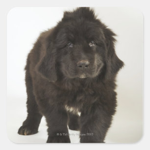 Adesivo Quadrado Filhote de cachorro de Terra Nova, tiro do estúdi