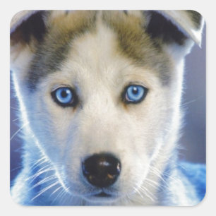 Adesivo Quadrado Filhote de cachorro do rouco Siberian