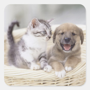 Adesivo Quadrado Filhote de cachorro e gato do bebê