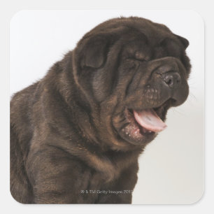 Adesivo Quadrado Filhote de cachorro que boceja, tiro de Shar Pei
