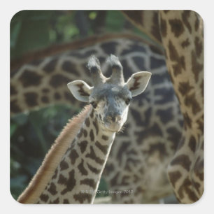 Adesivo Quadrado Filhote de girafa com girafas