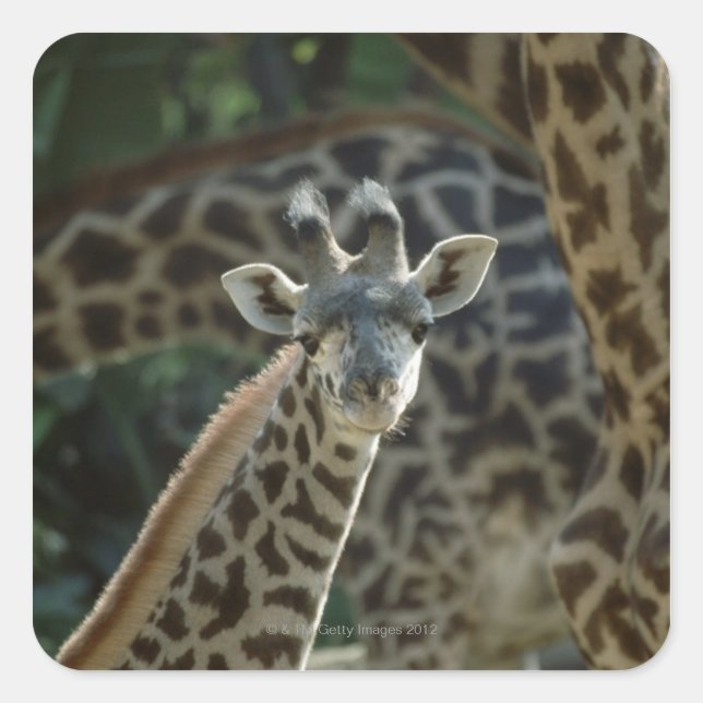 Adesivo Quadrado Filhote de girafa com girafas (Frente)