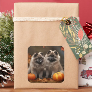 Adesivo Quadrado Filhote de Keeshond Outono Prazer Abóbora
