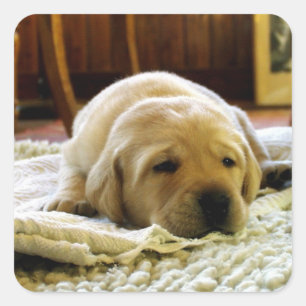 Adesivo Quadrado Filhote de Labrador Amarelo Dormindo
