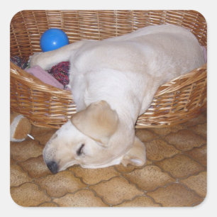 Adesivo Quadrado Filhote de Labrador Amarelo Dormindo na Cesta