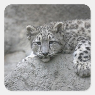 Adesivo Quadrado Filhote de leopardo-da-neve de 4 meses de idade es