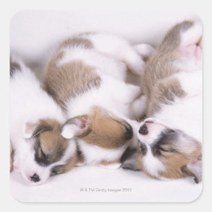 Adesivo Quadrado Filhotes de cachorro do corgi do sono galês
