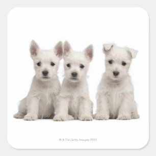 Adesivo Quadrado Filhotes de cachorro ocidentais de Terrier das