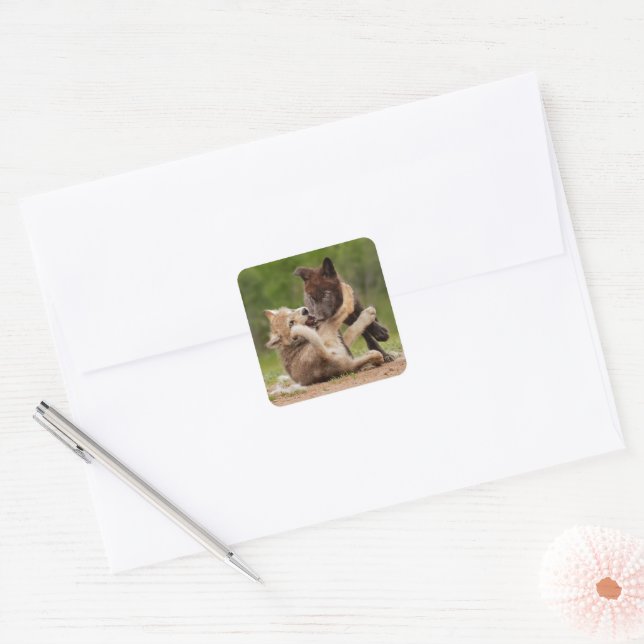 Adesivo Quadrado Filhotes de Lobo Cinzento Lutando (Envelope)