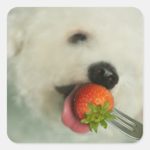 Adesivo Quadrado Fim-acima de um Bichon Frise que come uma morango