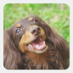 Adesivo Quadrado Fim-acima de um cão do Dachshund